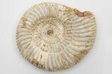 Jurassic Ammonite (Perisphinctes) Fossil - Madagascar #203916-1